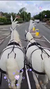 Huge congratulations to our lovely bride and groom. 🥂🎊❤️❤️ | Catherines Carriages:Horse drawn Weddings & Funerals. Mini Donkey Breeder.