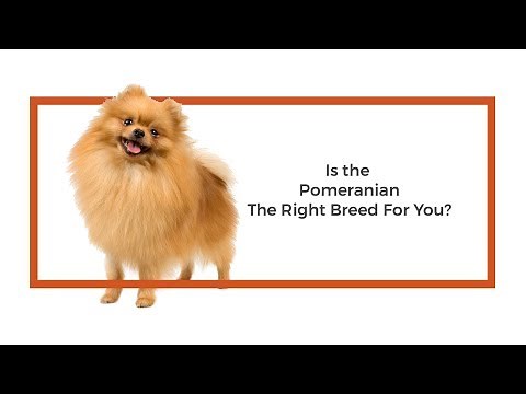 Everything you need to know about Pomeranian puppies! (2019)