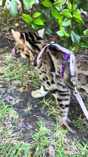 What do we do when we find a lizard?