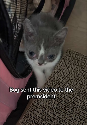 Thank You Bug: A Funny Cat TikTok Moment