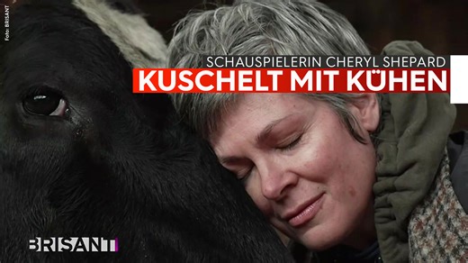 🐄 ❤️ Statt auf dem roten Teppich oder am Filmset treffen wir Cheryl Shepard im Kuhstall. Die Schauspielerin scheint eine besondere Verbindung zu Kühen zu haben. | Brisant