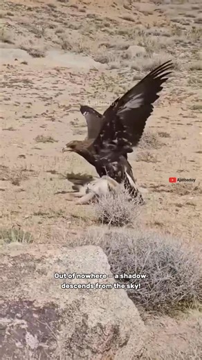 Eagle Attacks Rabbit in Seconds | Nature’s Brutal Power Caught on Camera A breathtaking moment when a powerful eagle swoops down and captures a wild rabbit in an instant. Witness the raw power, speed, and precision of nature’s top predator. This dramatic encounter shows the true law of the wild — only the strongest survive. #EagleAttack #Wildlife #NatureDocumentary #PredatorVsPrey #GoldenEagle #AnimalWorld #NaturePower #WildNature #EagleHunt #ViralVideo | Ajat Baduy