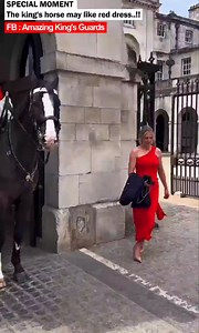 The king's horse may like red dress..!! #lifeguards #queenguards #kingsguard | Amazing King's Guards
