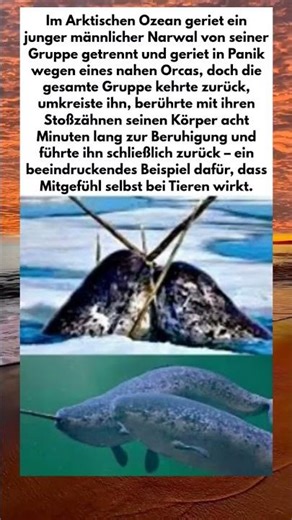Die Wale, die ihre Hörner berühren! #Narwal #Walrettung #Meeresleben