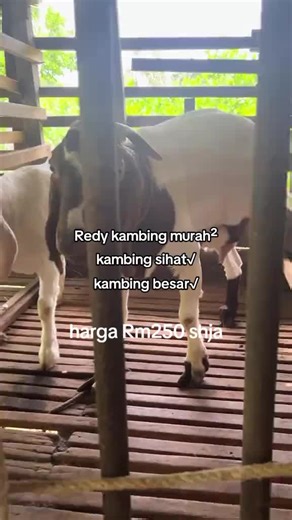 Affordable Healthy Goats for Sale