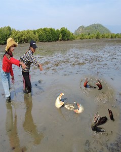 164K views · 2.1K reactions | Catching MONSTER Mud Crabs in the Swamp at Low Tide! #MudCrab #HugeMudCrabs #MassiveMudCrabs #SwampCrabbing #LowTideCatch #MudCrabHunting | Nit Lifestyle | Facebook