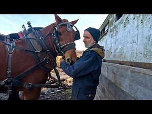 DUKE'S FIRST TIME SPREADING MANURE! // Training Draft Horses #572