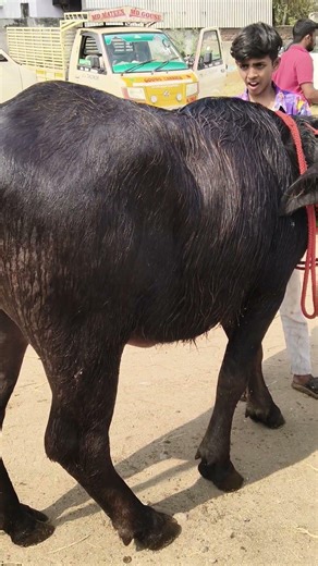 ఎర్రగడ్డ బఫెలో మార్కెట్