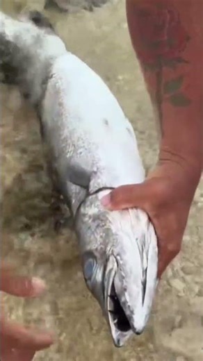 barracuda fish #shorts #short #shortvideos #shortsyoutube #fish