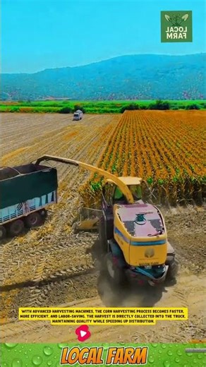 **Modern Corn Harvesting** #agriculture