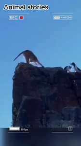 19K views · 106 reactions | Hunting dogs force a puma's fatal decision. #viralpost2025シ #viralreelsfacebook #trendingnow #everyonefollowers | Animals stories | Facebook