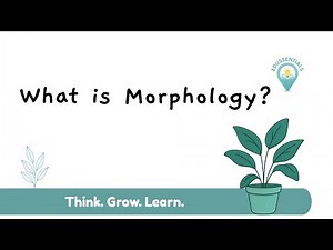Master Morphology in 5 Minutes | A-Level English Language Revision