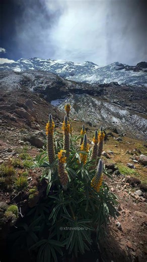 Los glaciares del Ausangate ❄️⛰️ Una aventura extrema, paisajes irreales y la energía más pura de los Andes. ¿Listo para vivirlo y no solo verlo? 📍Cusco – Ausangate ✈️ con X Travel Perú #Ausangate #Glaciares #CuscoPeru #ViajaPeru #AventuraExtrema