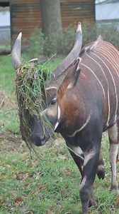 Even bongo antelope can have an emo phase... 😂🖤✨ 📸Keeper Dayna #fyp #emo #trending #animals #bongo #woburnsafari #funnyanimals #woburnsafaripark | Woburn Safari Park
