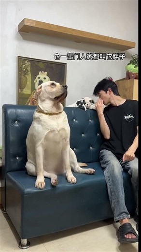 Dog Cleaner gossips behind your back!