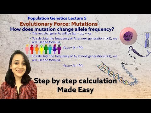 Evolutionary force: Mutation | How does mutation alter allele frequency? Population Genetics lecture