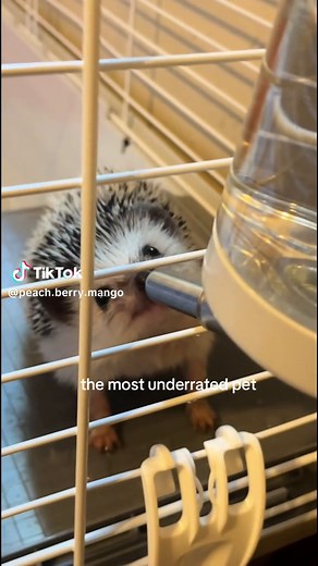Discover the Most Underrated Exotic Animal Pet