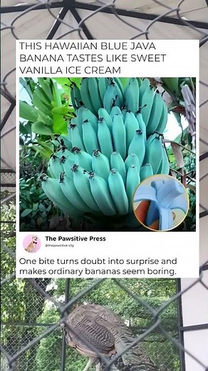 Blue java banana 🍌