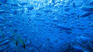 2021: Climate change is causing tuna to migrate  - University of Wollongong – UOW