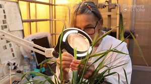 Carlsberg’s New Lager Is Made for a Warming World