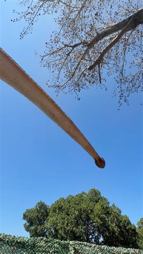 😱 A giant stick in the sky?