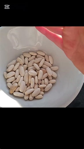 Orkidelerim Gizli Çiçek Hormonu : Fasulye Filizi! #roots #flowers #orchid #orkide