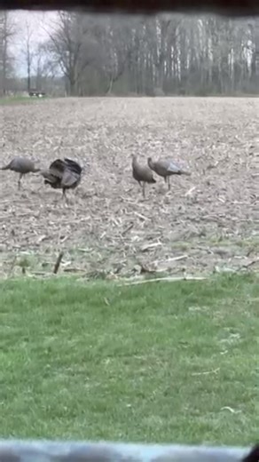 From John Schanz... Hey Mike. Had this happen in front of us this morning. She came out behind us about a hundred yards away and marched right into the decoys without slowing down. Apparently she woke up this morning and chose violence. I've seen a lot of things while turkey hunting but this is a first. Pretty neat. | Mike Avery Outdoors