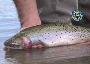 Fly Fishing Colorado - Overview