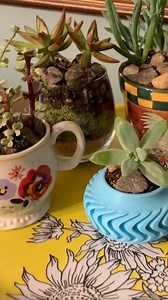 1.5K views · 27 reactions | Add a little style and greenery to your space with some succulents and a few cute thrifted containers! 華 #GoodwillFinds | Goodwill Industries International | Facebook