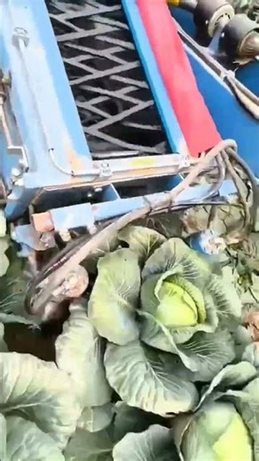 Automatic Cabbage Harvesting Using Harvesting Machines #shorts