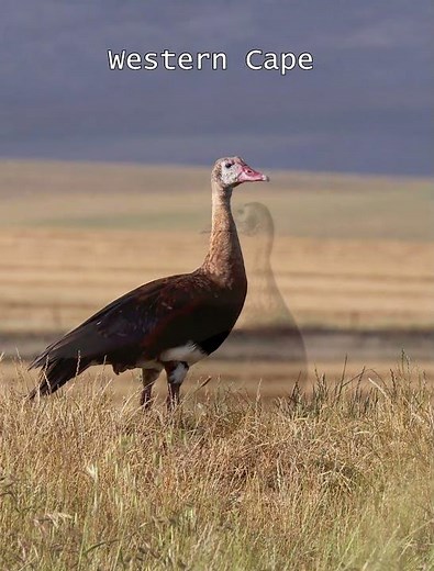 #shorts Spurwinged Goose #birds #wildlife #birdspecies #birdvideos #birdphotography #birdafrica