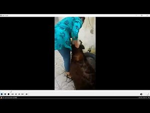 woman preparing to slaughter her goat