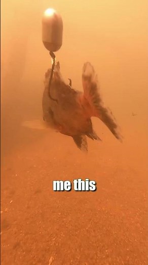 River Fishing Tips: How To Catch More Blue, Channel & Flathead Catfish: FATKAT Best Catfishing Rigs