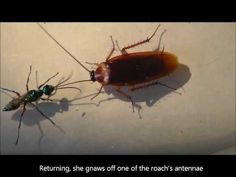 Neuro-parasitogy of the Jewel Wasp and its Zombie Cockroach Host