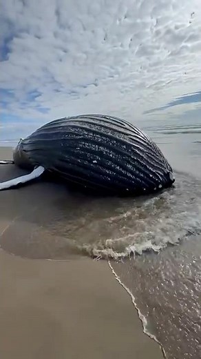 Why do animals explode after death