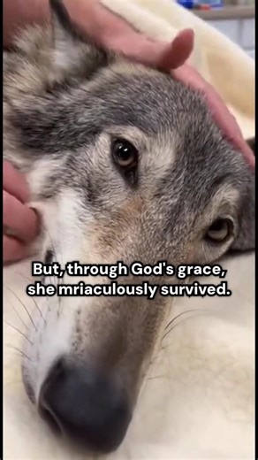 I Helped This Baby Wolf Cub...His Mom Was Dying