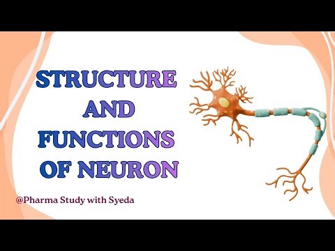 Structure and Functions of Neuron | Parts of Neuron Explained Clearly #video #neuron