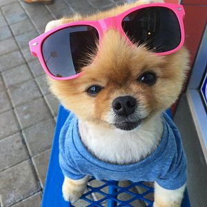Meet Jiffpom, the Most Famous Dog on Social Media - Dog Wish