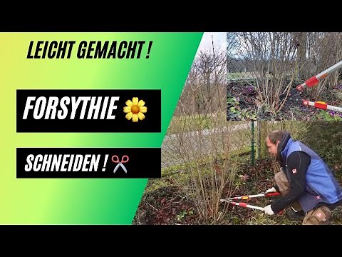 I'll show you how! 🌼 Pruning forsythia - made easy!