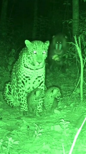 From Tragedy to Miracle: The Mandrill Who Changed Fate #animals #animalsvideo #animalsrescue