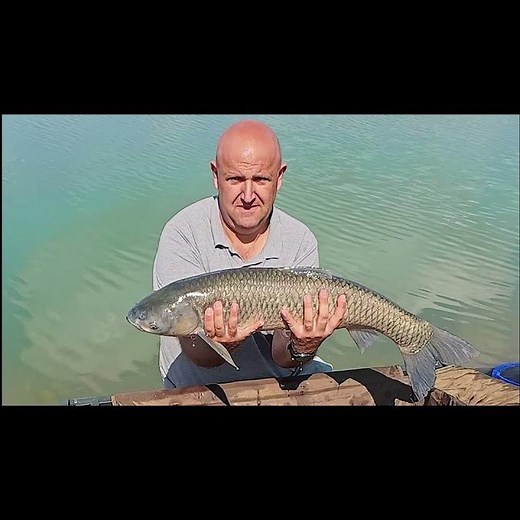 Slow Sinking Carp from Majosliget Fishing Park! #fishing #fishing