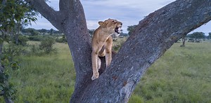 It’s Sarabi’s pride, Mufasa just lives there: a biologist on The Lion King