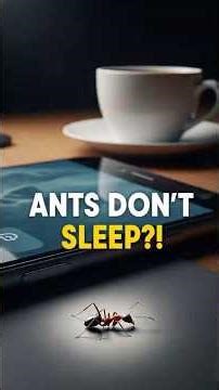 Ants never sleep, but their rest more efficient than yours