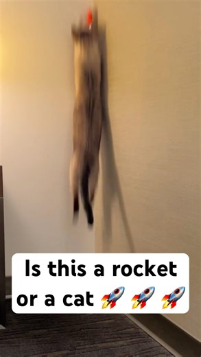 What an athletic cat #bengalcat #olympics #shorts #cutecat #funny #catjump #cats #catcomedy #jump