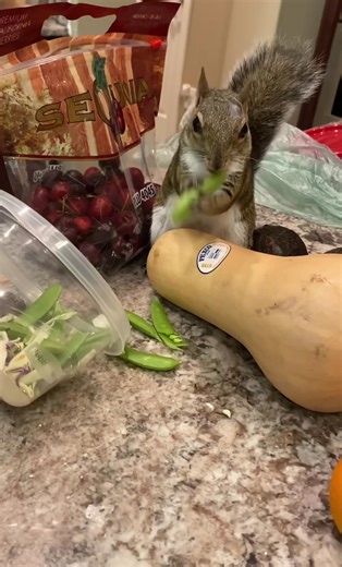 11 day meal prep for A SQUIRREL! 1 bowl every \\-24 hours. Momo will be 6 Aug 1st. FOLLOW US on Instagram for more! #mealprep #nutrients #squirrelsoftiktok #foodforsquirrels