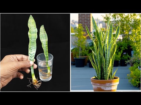 See how i grew snake plant at home | Step-by-step tutorial