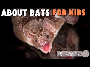 Bat Fun Facts | All About Bats For Kids | Educational Videos For Kids