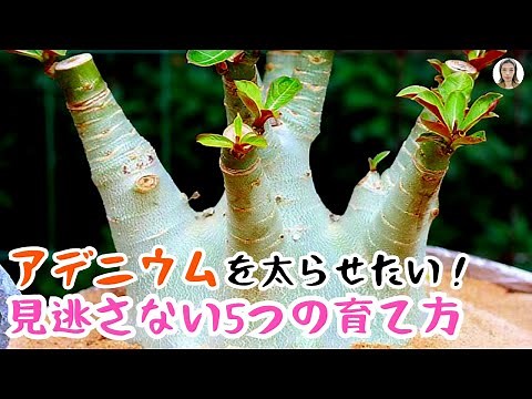 A must-see for beginners! How to grow and thicken Adeniums! Sunlight, pruning, watering, and more...