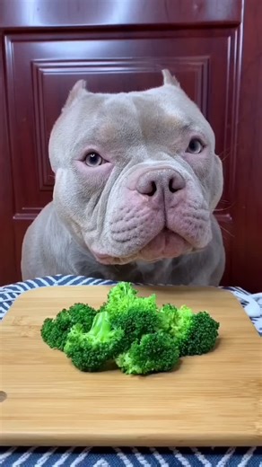 Healthy Eating for Dogs: Broccoli Benefits and Tips