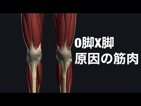 O脚とX脚になり得る原因の筋肉を解説してみた